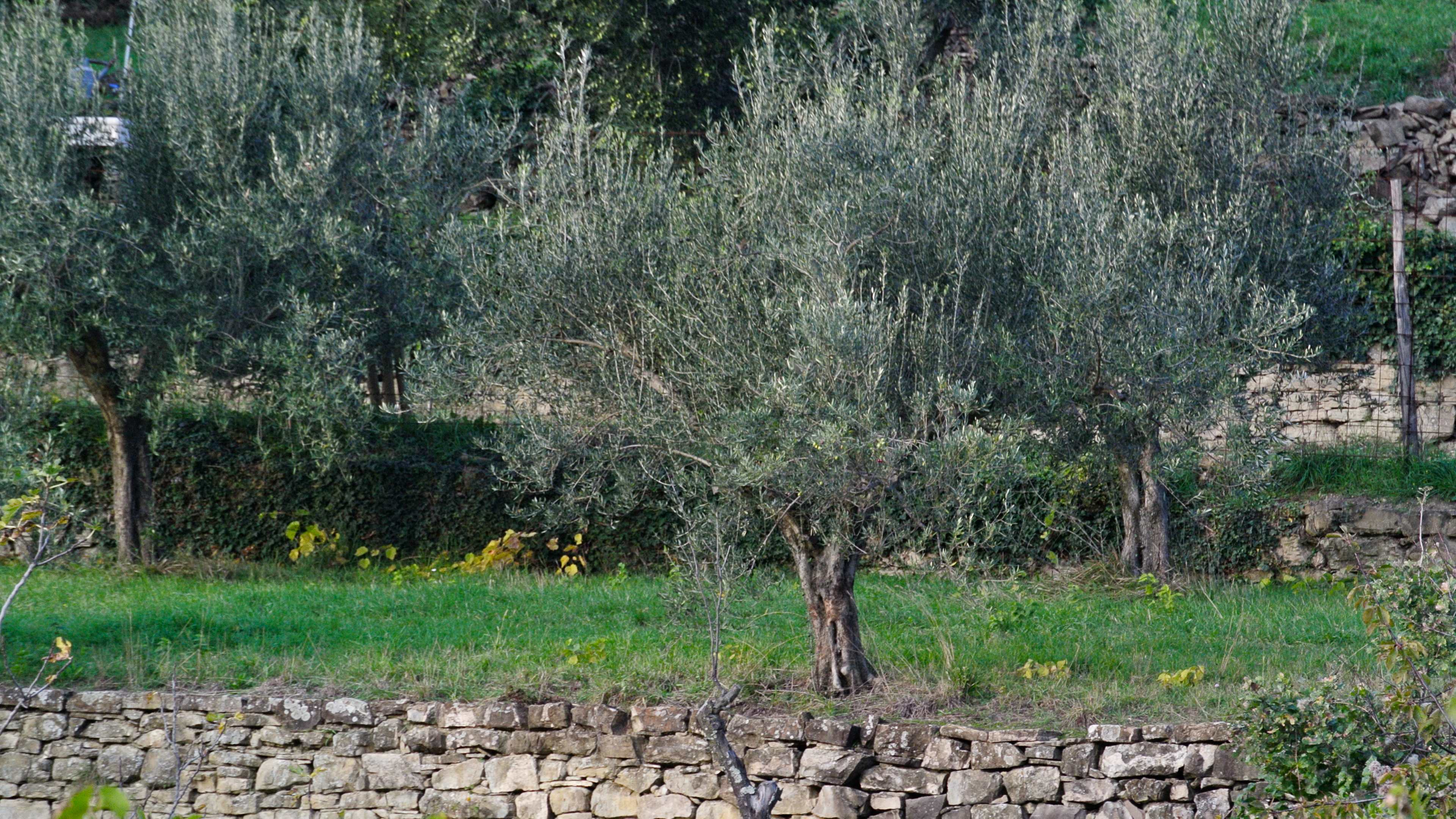 oliveto muretto parovel trieste