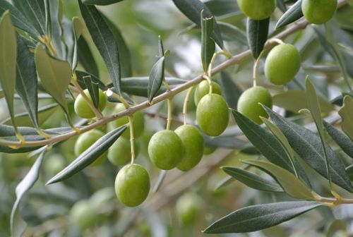 olive trieste bianchera parovel