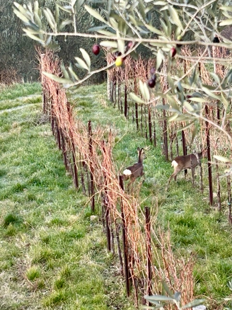 trieste vigne parovel